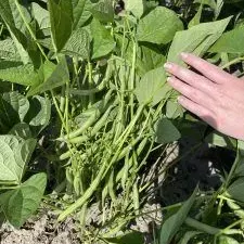 thumbnail for publication: Use of Controlled-Release Nitrogen in Snapbean Production in the Suwannee Valley